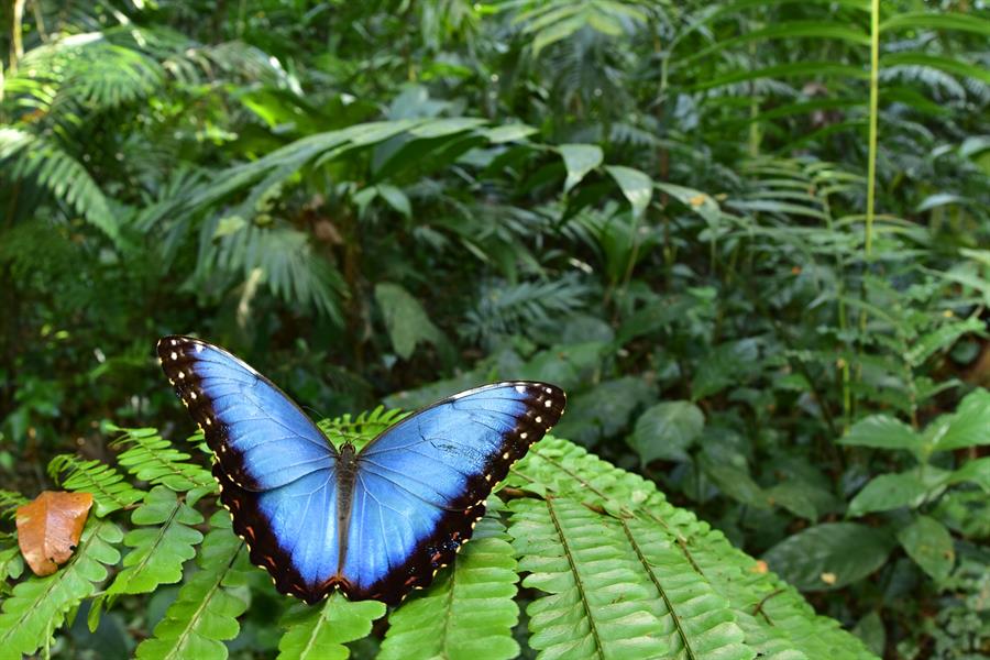 A Morpho helenor butterfly in Honduras A Morpho helenor butterfly in Honduras