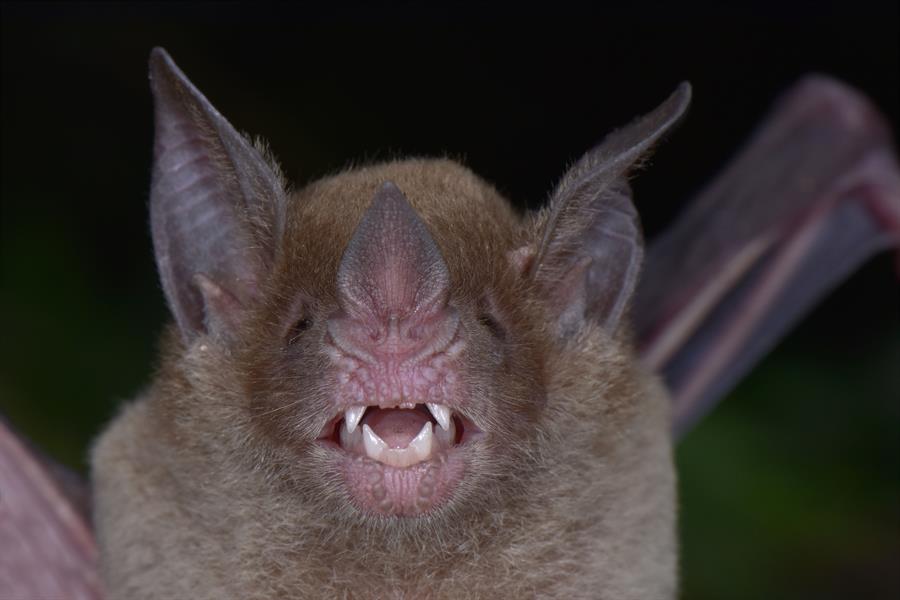 The Pale-faced Bat (Phylloderma stenops) was rediscovered during this survey after more than 75 years since it was last documented in Honduras in 1942. The Pale-faced Bat (Phylloderma stenops) was rediscovered during this survey after more than 75 years since it was last documented in Honduras in 1942.