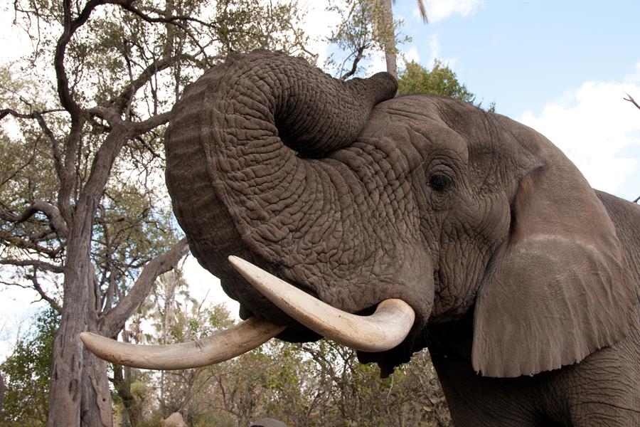 ci_15773195 An elephant raises his trunk.