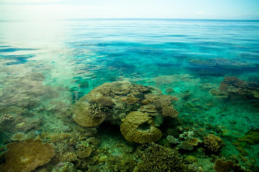 Coral reef in Viti Levu, Fiji Coral reef in Viti Levu, Fiji