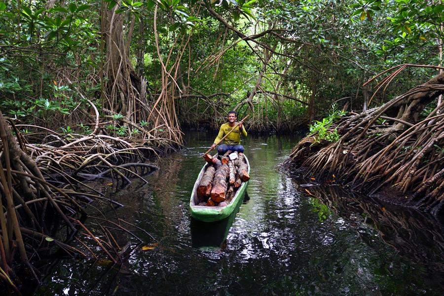 Man navigates a canoe through mangroves in Cisbata Bay, Colombia Man navigates a canoe through mangroves in Cisbata Bay, Colombia