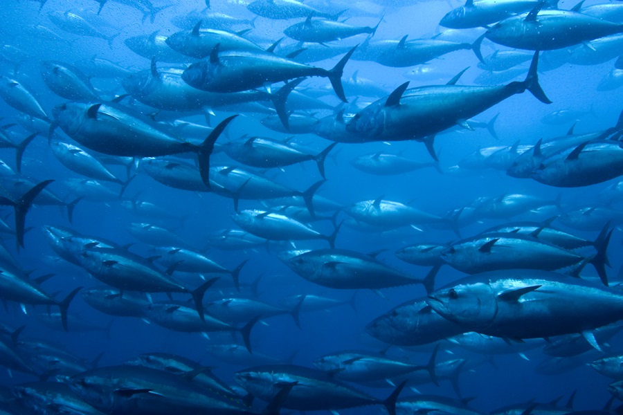 Bluefin tuna in a net. Bluefin tuna in a net.