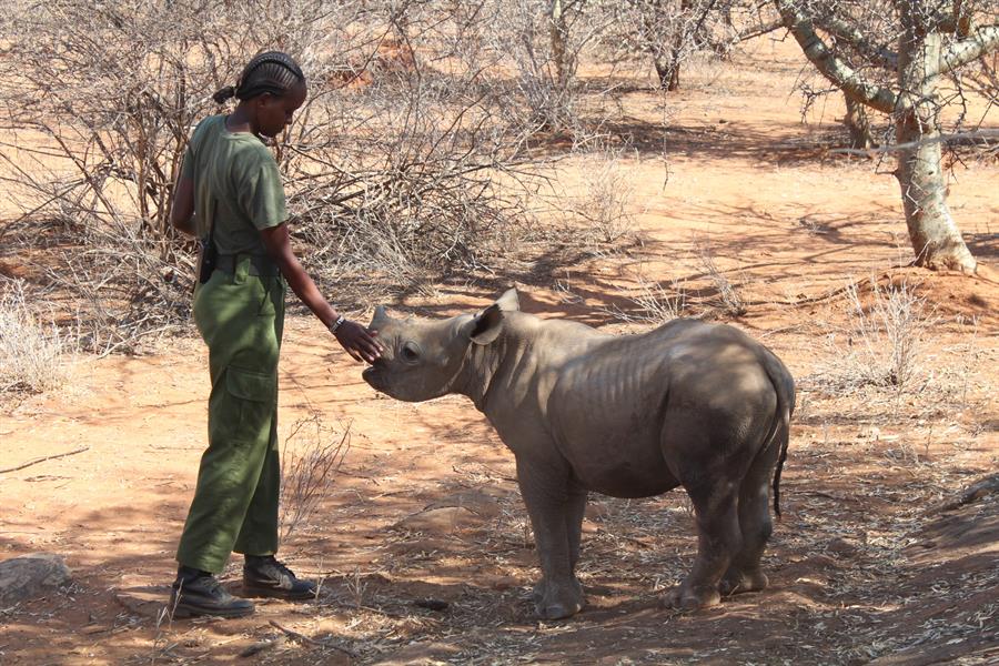 ci_18097109 Loijipu, a rescued rhino at Reteti Elephant Sanctuary in Northern Kenya.