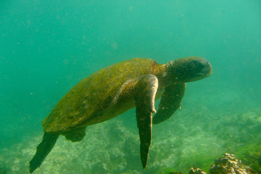 ci_19150225 A Pacific green sea turtle in the Galapagos