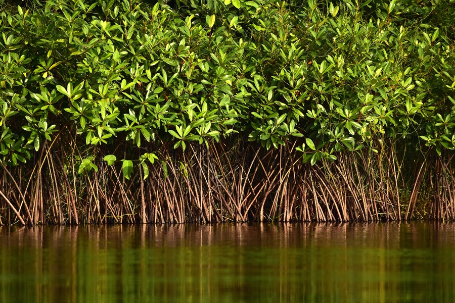 ci_21004547 A mangrove forest in Liberia.