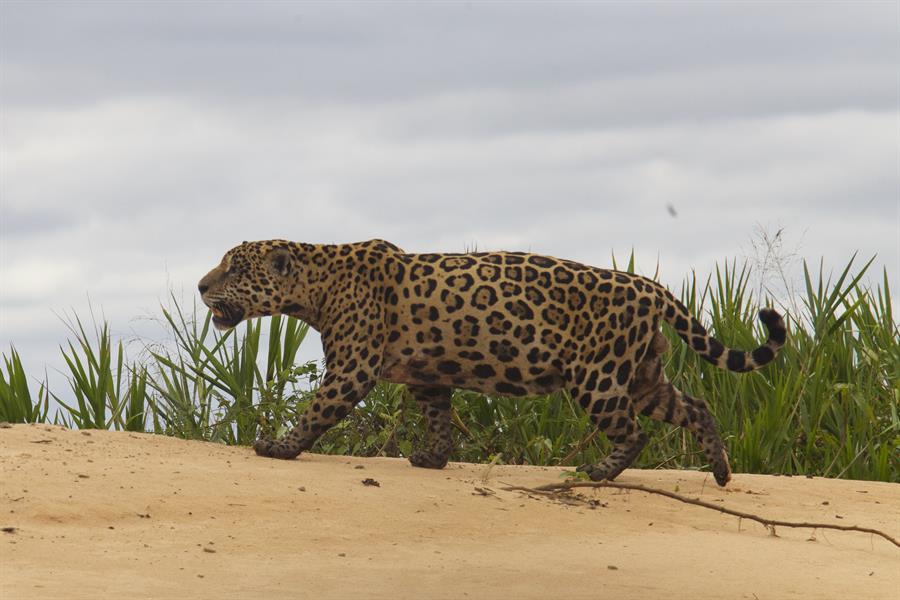 A jaguar patrols the Brazilian Cerrado A jaguar patrols the Brazilian Cerrado
