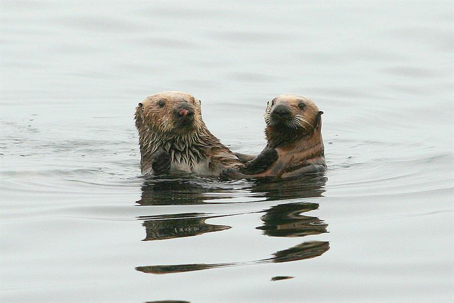 Sea otters swim in California Sea otters swim in California