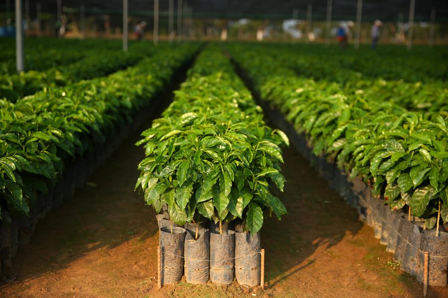 Coffee trees are shown at ECOM's Jaltenango, Chiapas, Mexico coffee tree nursery Coffee trees are shown at ECOM's Jaltenango, Chiapas, Mexico coffee tree nursery