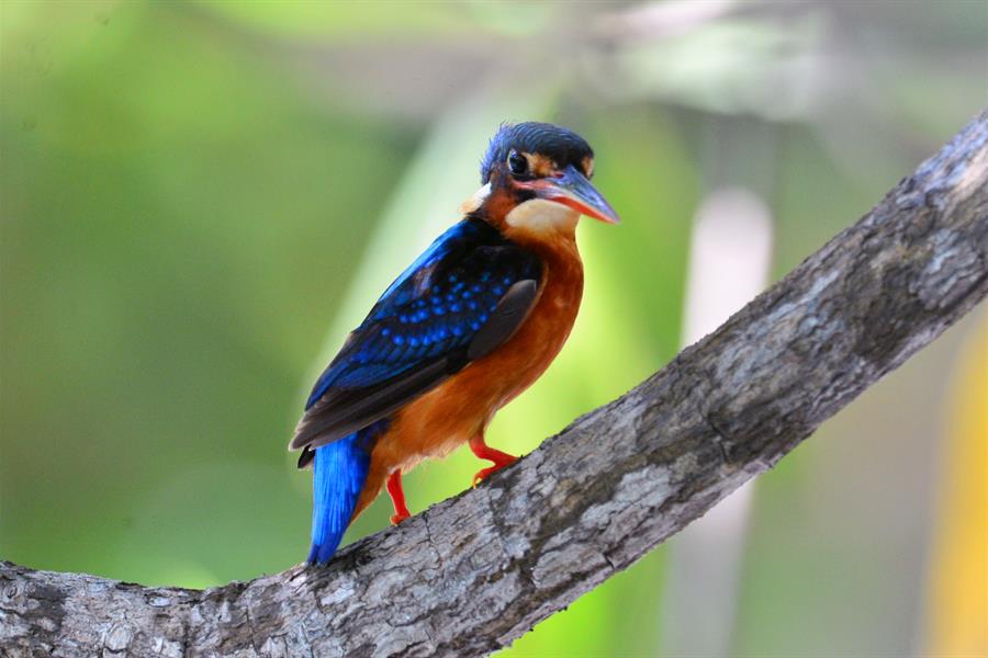 ci_23872970 Blue-eared Kingfisher Alcedo meninting perching and watching its surroundings closely in KBA Kepulauan Togean, Indonesia
