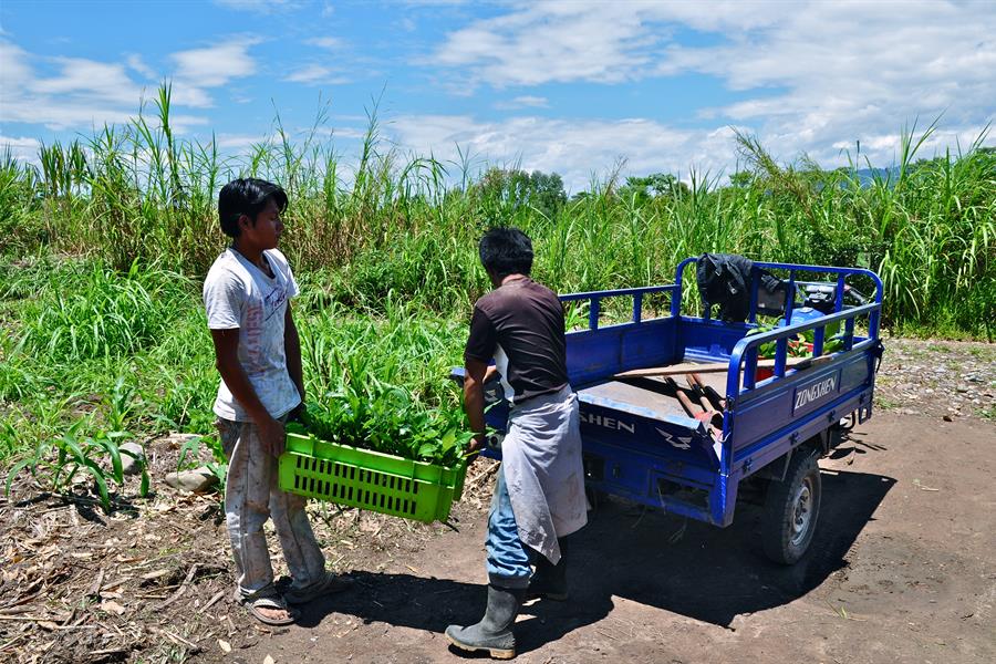 Indigenous workers relocating plants to reforestation site. Shampuyacu, San Martin, Peru.