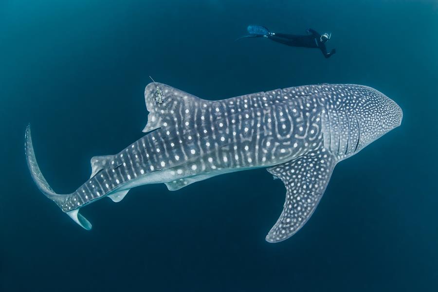 ci_24400754 Mark Erdmann swims with a tagged whale shark.