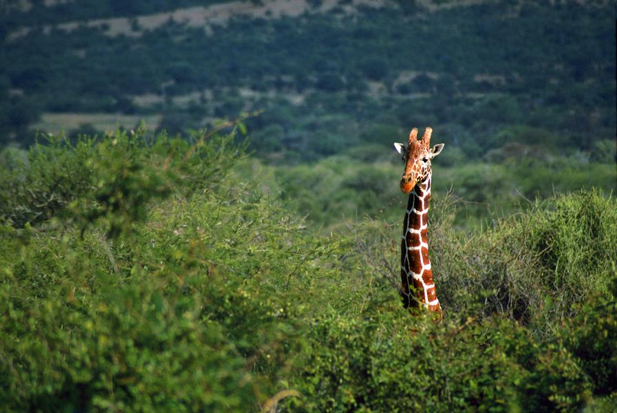 A giraffe stretches above the trees. A giraffe stretches above the trees.