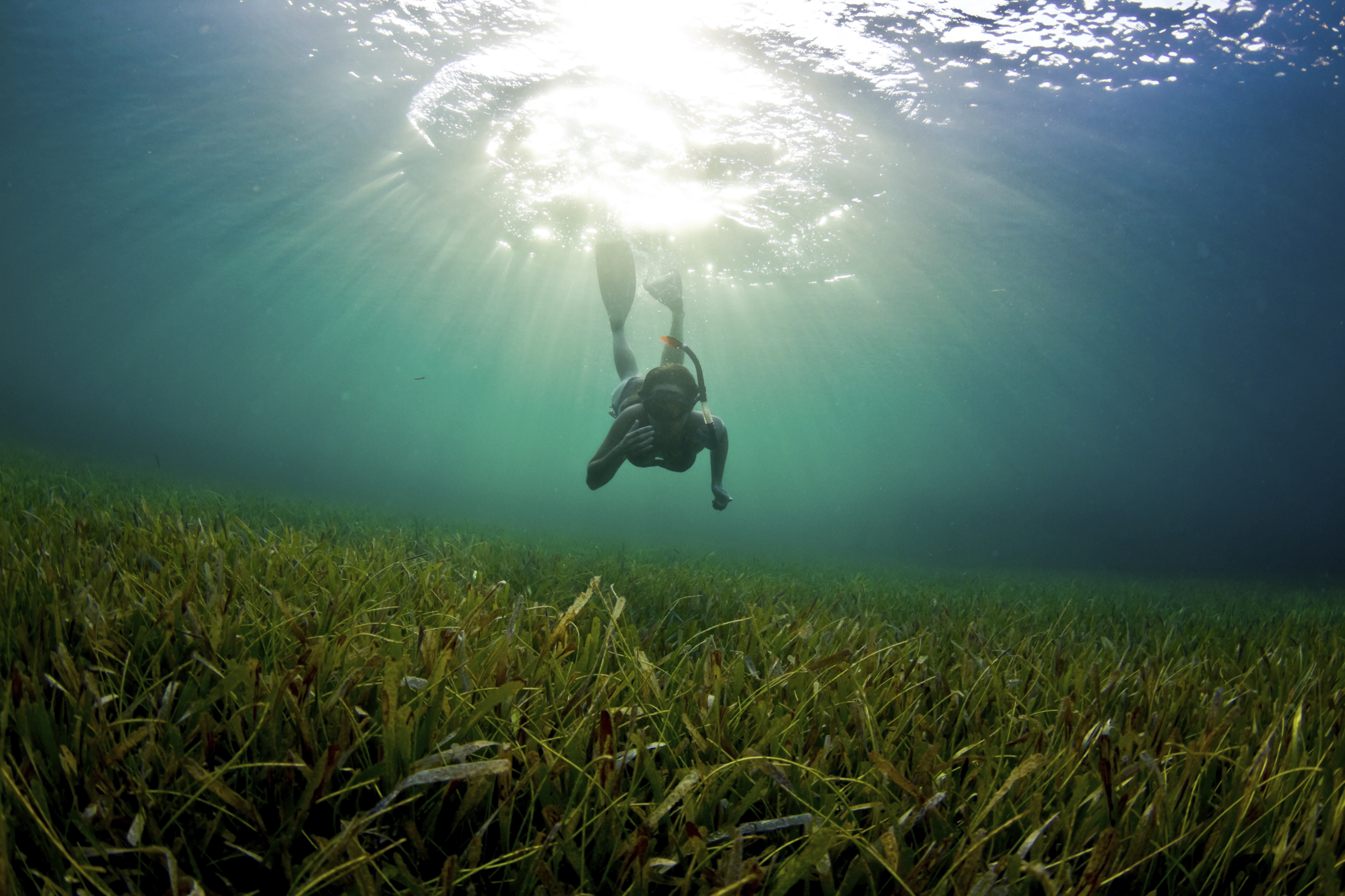A young woman dives down to explore the seagrass bed in Honduras. A young woman dives down to explore the seagrass bed in Honduras.