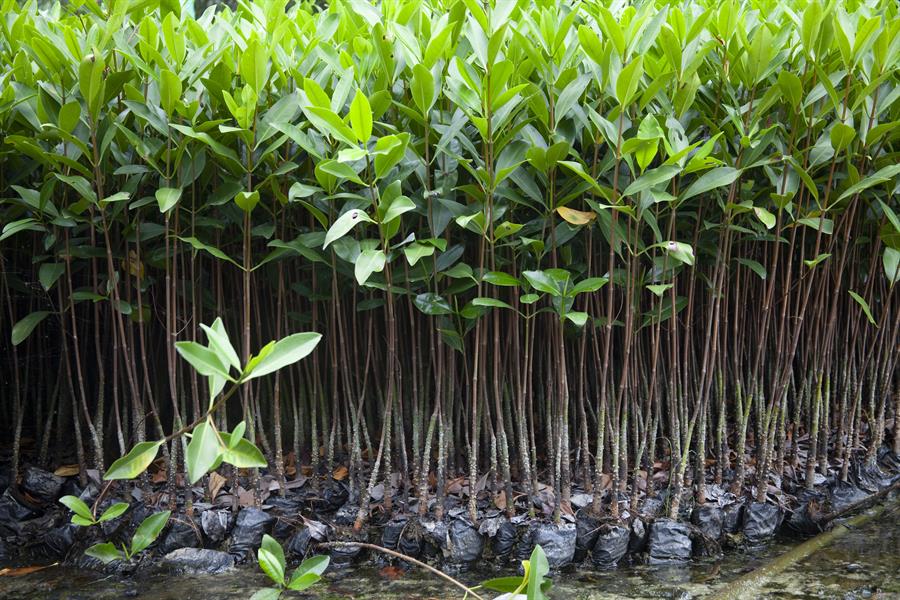 ci_25625956 A collection of mangrove trees near the coast of Ecuador.