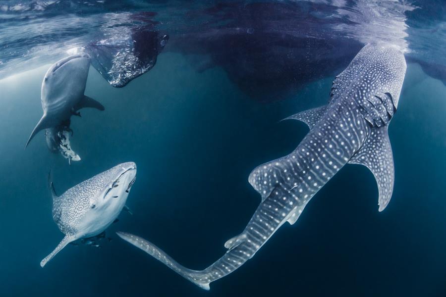 Three young whale sharks looking for a meal Three young whale sharks looking for a meal