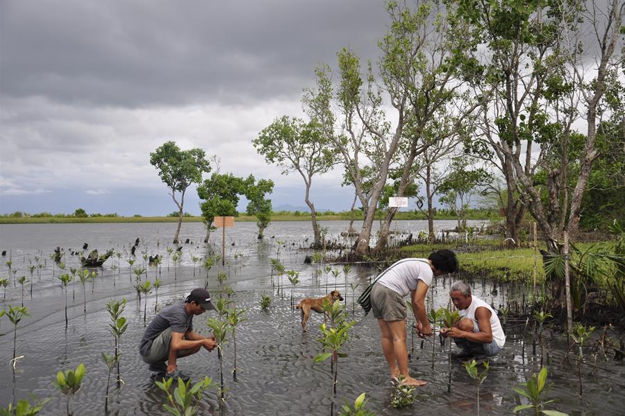 ci_26512092 The Silonay community is working together to plant a mangrove forest that will protect the ecology and their future.