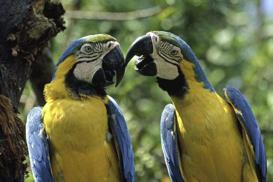 Blue-and-gold macaws