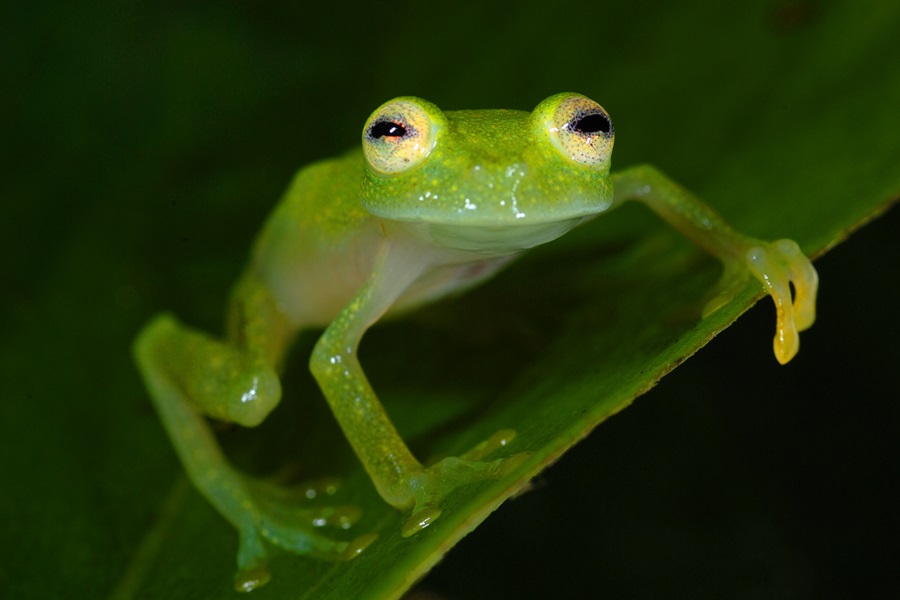 Glass frog in Peru Glass frog in Peru