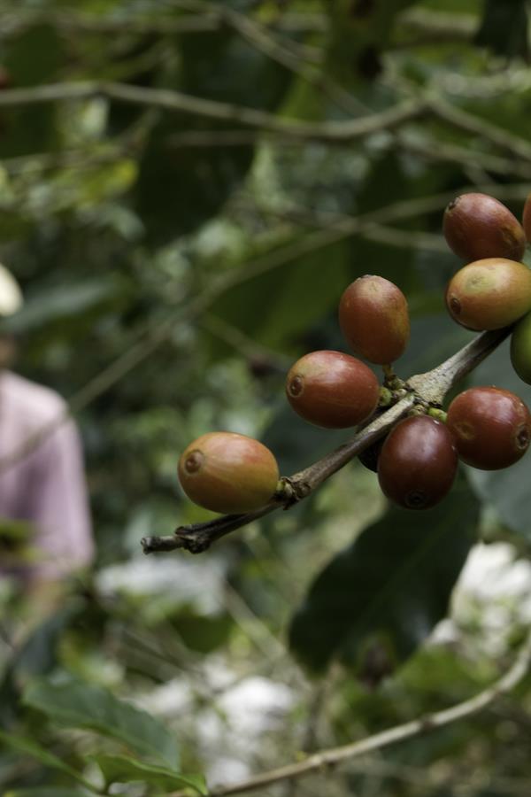 Coffee berries on branch. Coffee berries on branch.