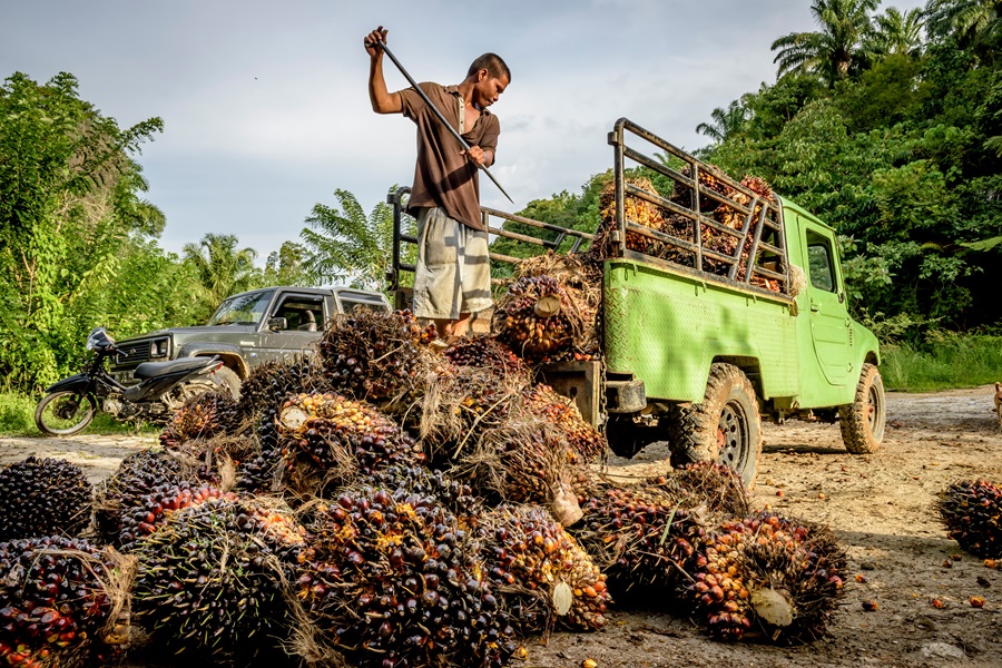 ci_33125932 Oil palm workers at a smallholder oil palm plantation in Tapanuli Selatan, North Sumatra.