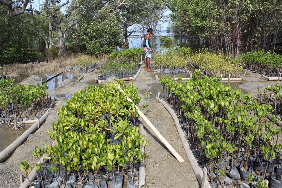 Mangrove nursery in Barangay Balibago, Calatagan, Batangas, Philippines