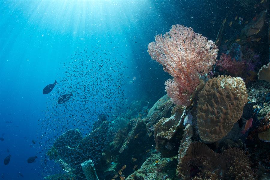 Coral and fish in Melissa's Garden, Raja Ampat, Indonesia Coral and fish in Melissa's Garden, Raja Ampat, Indonesia
