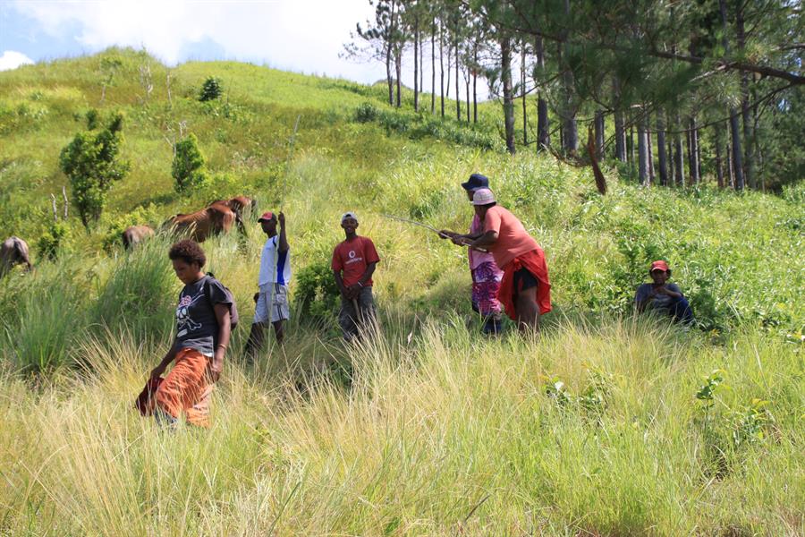 ci_33582925 Community planting trees at the CI reforestation project near Vatukacevaceva village