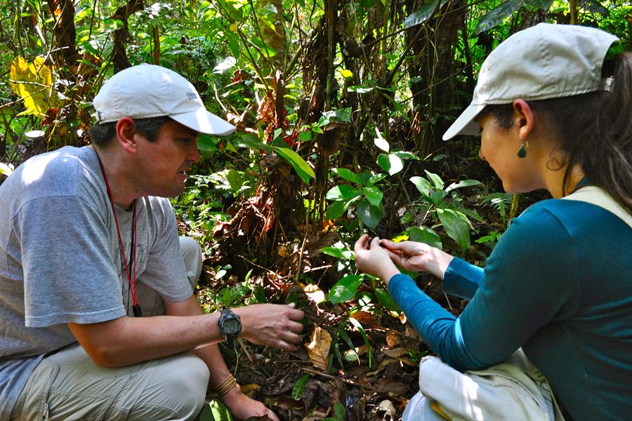 ci_33600503 Percy Summers and Milagros Hinajosa - CI-Peru investigating semillas during transect of riverine tropical forest. Shampuyacu, San Martin, Peru