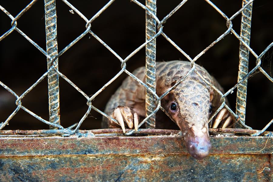 ci_33775468 The Pangolin Rehabilitation Center in Cambodia.