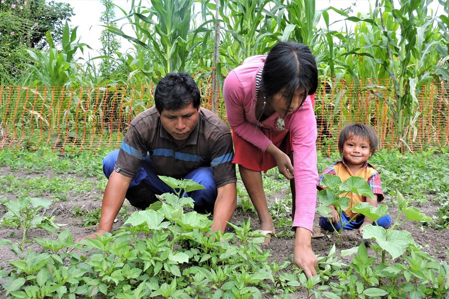 After a year of signing a conservation agreement with the Awajun community of Alto Mayo, deforestation has been greatly reduced as members of the community have realized the importance of changing the way they look after their crops and forests.