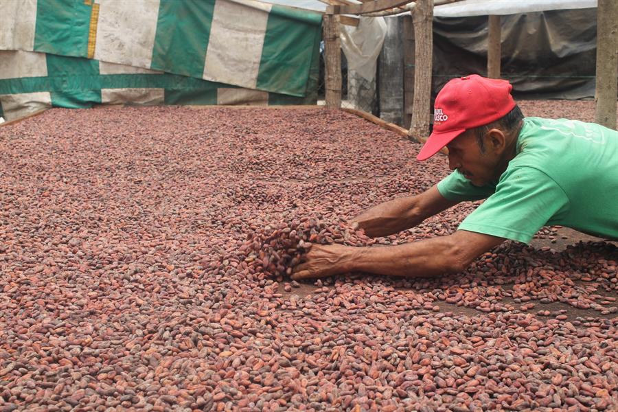 ci_34946555 Cacao beans at the Rayen Cooperative in Tapachula, Mexico