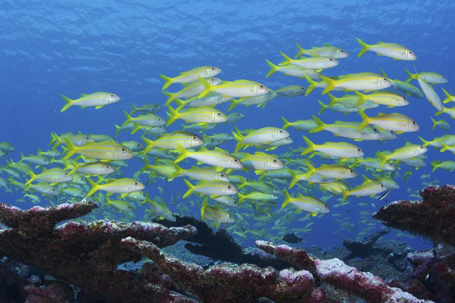 School of fish in the Phoenix Islands Protected Area School of fish in the Phoenix Islands Protected Area