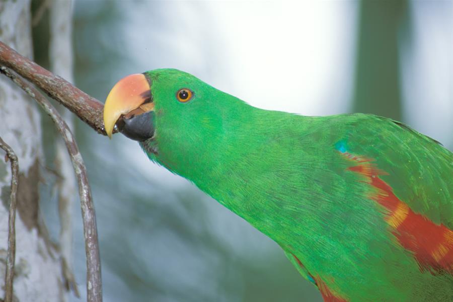 Eclectus parrot in Bali, Indonesia Eclectus parrot in Bali, Indonesia