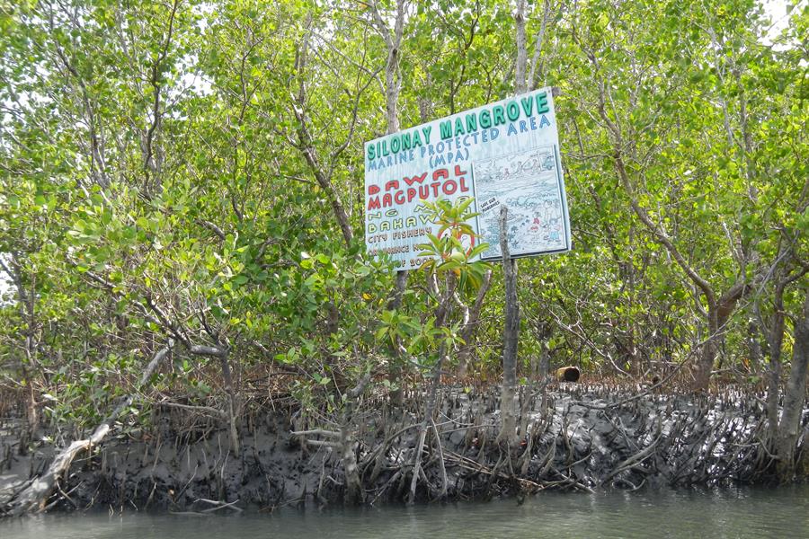 ci_36513470 A protected mangrove forest in the Philippines
