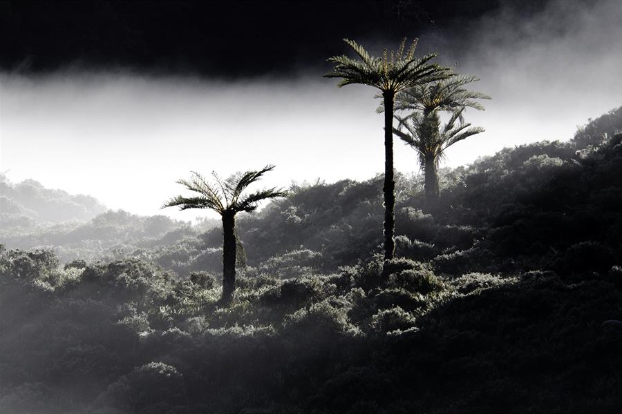 Tree ferns (Cyatheales) in the early morning