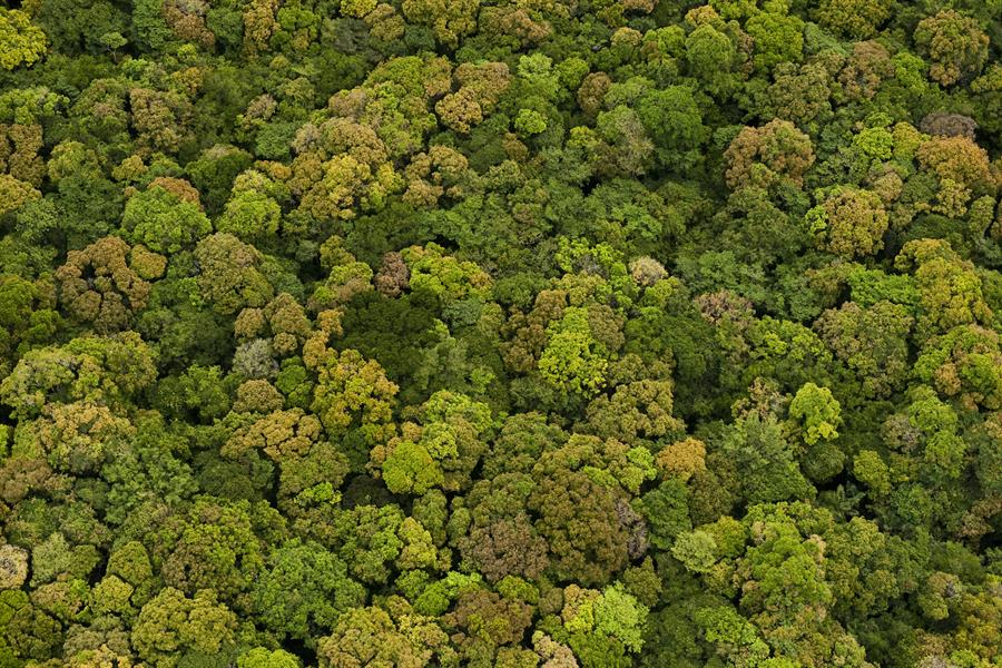 Aerial View of Rainforest, Iwokrama Reserve Aerial View of Rainforest, Iwokrama Reserve