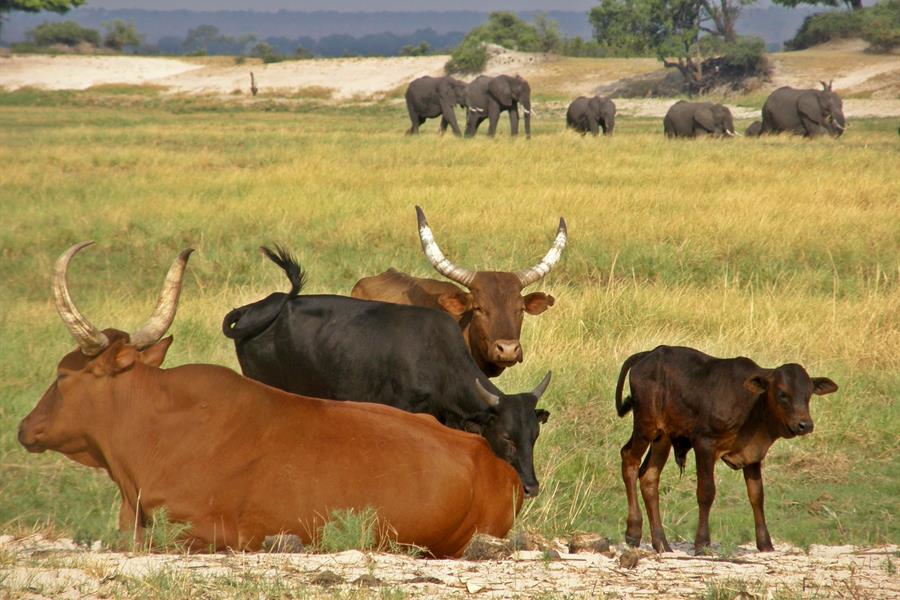Cattle in South Africa Cattle in South Africa