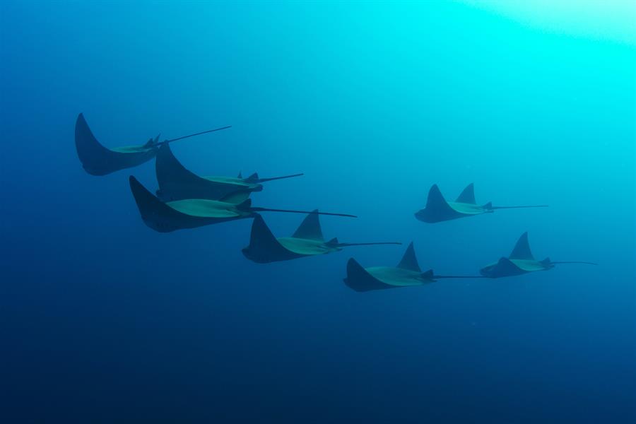 ci_38507876 Manta rays near Ecuador