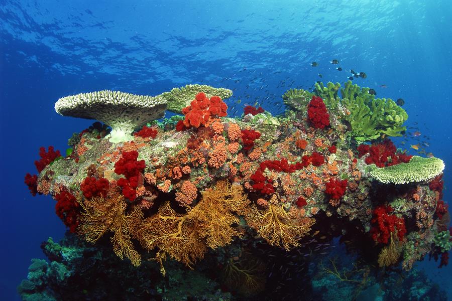ci_39450410 Coral reef: hard corals, soft corals and tropical fish
