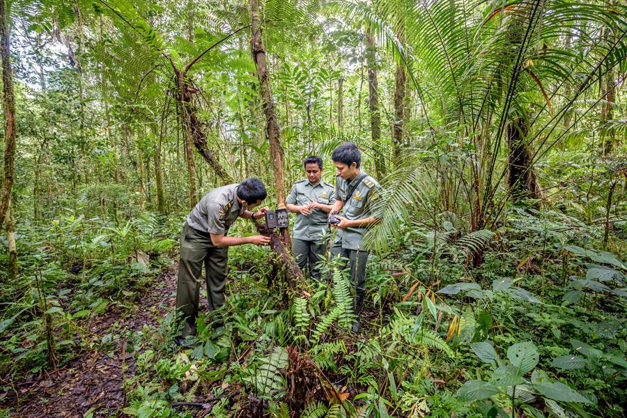 ci_39975646 Park rangers check one of three camera traps they have set up in Batang Gadis National Park in Mandailing Natal, North Sumatra, to monitor wildlife.