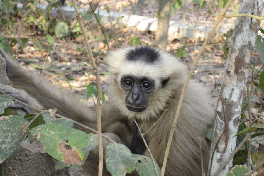ci_40263593 Gibbon rescued from wildlife trade