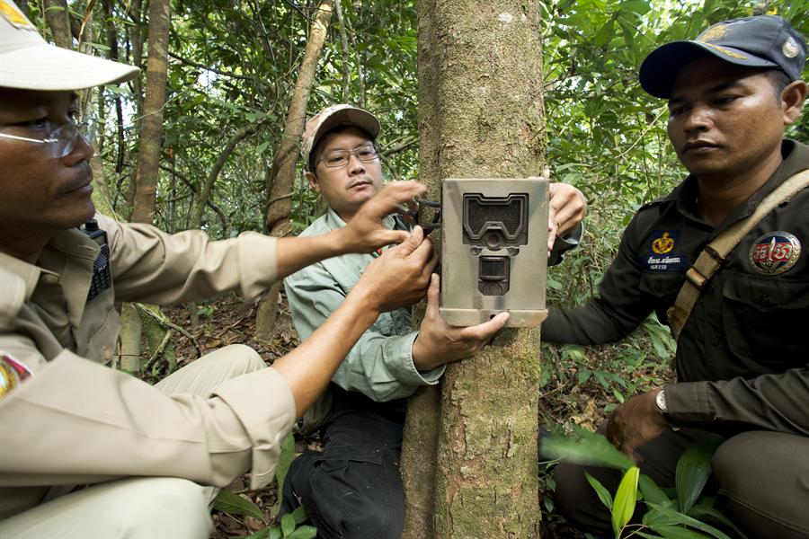 Rangers set up camera traps to record animal species within the Central Cardamom Protected Forest. Rangers set up camera traps to record animal species within the Central Cardamom Protected Forest.