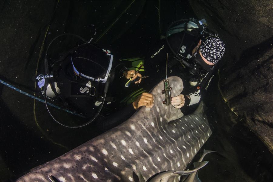 Scientists attaching a dorsal fin tracker to a whale shark Scientists attaching a dorsal fin tracker to a whale shark