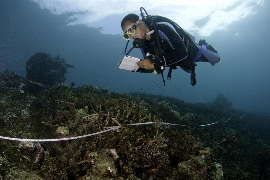 ci_41768732 A scuba diver during a marine expedition to Halmahera, North Maluku Province, Indonesia.