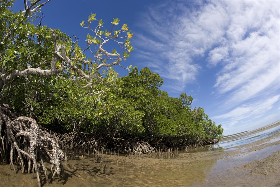ci_42268922 Mangroves in Madagascar