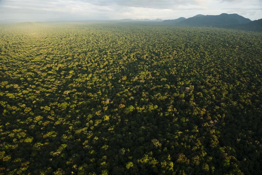 Aerial view of rainforest in the Iwokrama Reserve, Guyana, South America Aerial view of rainforest in the Iwokrama Reserve, Guyana, South America