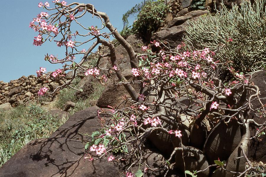 Desert rose plant in Saudi Arabia Desert rose plant in Saudi Arabia