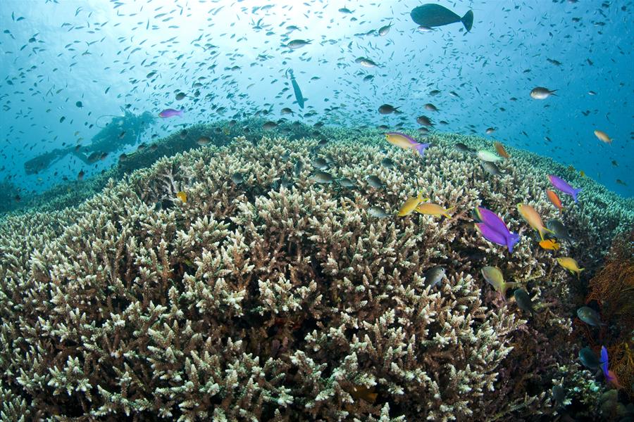 ci_43010381 Diver and Hard Coral Reef Top with Anthias and Damsels in Bali, Indonesia