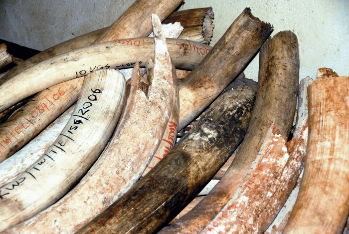 ci_43282556 Confiscated elephant ivory at the Kenya Wildlife Service Headquarters of Tsavo West National Park.