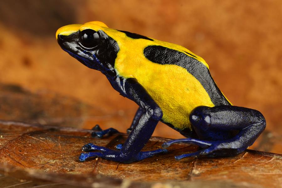 ci_43415234 Colorful poison-dart frogs are among the most spectacular of South America's biodiversity.